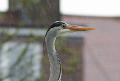 2008-0430_1200_Heron_9,8_C